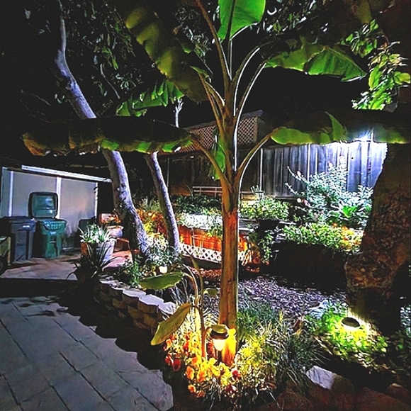 About Sazzle Dazzle✅️FOLLOW LIKE ❤️ Main Listing For Live Show Notifications - Picture 12 of 16